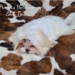 Birch - Shih Tzu
