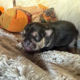 Baby Dracula with OFA parents - Black and tan male French Bulldog puppy in Billings, Montana from Yellowstone Frenchies