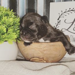 French Bulldog Puppies from Creekside