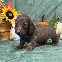 Tucker - Brindle male Dachshund puppy in Lincoln, Arkansas from Red Dirt Dachshunds