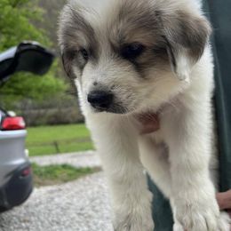 Great Pyrenees Puppies from Up A Creek Farm