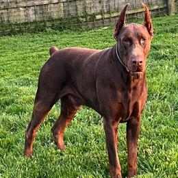 Doberman Pinschers from Gold Star Canines