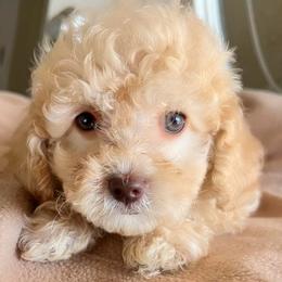 Loki - Cream male Maltipoo puppy in Hephzibah ( Richmond County ), Georgia from Healing Pawz LLC