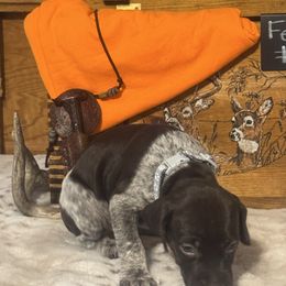 Female 2 - Liver roan female German Shorthaired Pointer puppy in Kathleen, Florida from Alex Yates GSP's