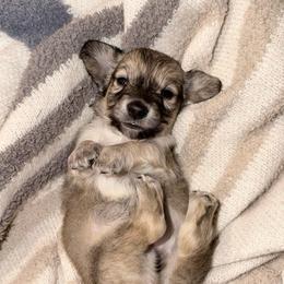 Bourbon - Cream male Dachshund puppy in Hornbeck, Louisiana from A&Z Mini Dachshunds