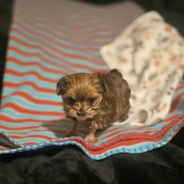 Biewer Terrier, Yorkipoo, and Yorkshire Terrier Puppies from Tiny Paws Luxury Pets