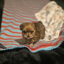 Biewer Terrier, Yorkipoo, and Yorkshire Terrier Puppies from Tiny Paws Luxury Pets