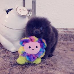 French Bulldog and Pomeranian Puppies from Purrs N Poms
