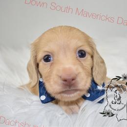 Choc based crem - Cream male Dachshund puppy in Seminary, Mississippi from Down South Mavericks Dachshunds