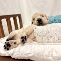 Miss Olive - Light golden female Golden Retriever puppy in Midlothian, Texas from Brightest Days