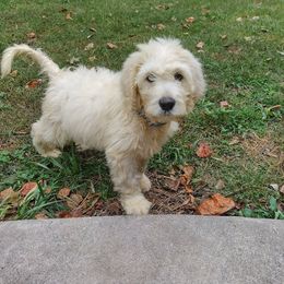 Goldendoodle Puppies from SUPERDog Doodles