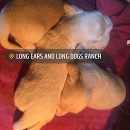 Lady Liberty - Cream female Dachshund puppy in Bigfork, Minnesota from Long Ears and Long Dogs Ranch