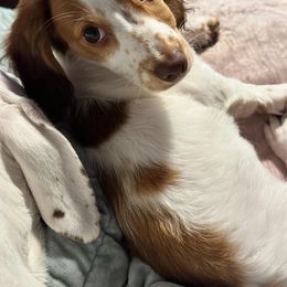 Dachshund All Grown Up from East Coco Mini Dachshunds
