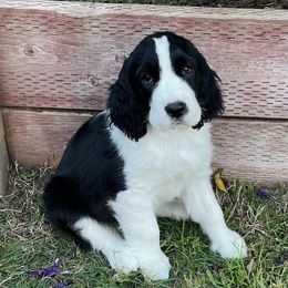 English Springer Spaniels and Field Spaniels from Pridemark