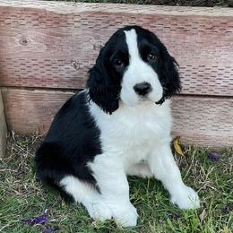 English Springer Spaniels and Field Spaniels from Pridemark