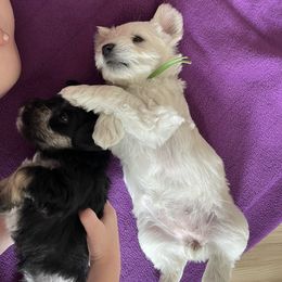 Miniature Schnauzer Puppies from Miles Family Schnauzers