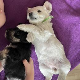 Miniature Schnauzer Puppies from Miles Family Schnauzers