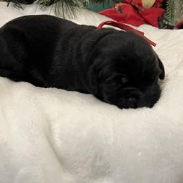 Red - Black female Labrador Retriever puppy in Heath Springs, South Carolina from Rich Hill Retrievers