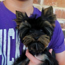 Honey - Yorkshire Terrier