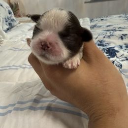 Girl 1 - Liver and white female Shih Tzu puppy in Ft Mc Coy, Florida from Everlasting Shih Tzu