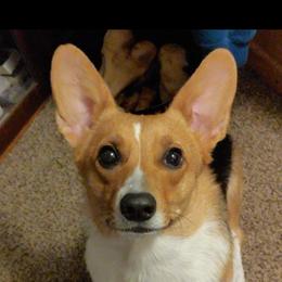 Freya - Pembroke Welsh Corgi