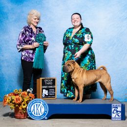 Tortuga - Chinese Shar-Pei