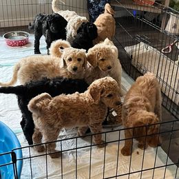 Goldendoodle Puppies from Woods Doodles & Co.
