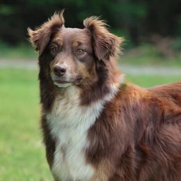 Rosie - Australian Shepherd