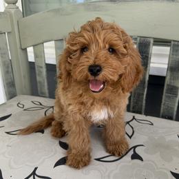 Ozzy - Apricot male Goldendoodle puppy in Huntington, Utah from Krispydoodle