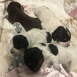 Dachshunds from Mountain State Mini’s