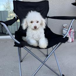 Poodle puppies from Poodles by CNC