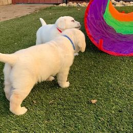 Labrador Retriever Puppies from Sweetheart Labradors