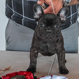 Reece - Brindle French Bulldog puppy in Roseville, California from Crowd Pleazer Frenchies