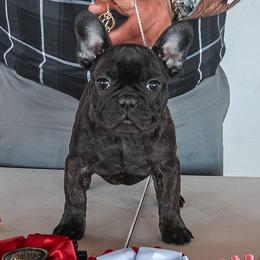 Reece - Brindle French Bulldog puppy in Roseville, California from Crowd Pleazer Frenchies