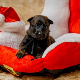 Black - Black brindle female Dutch Shepherd puppy in Auburn, Georgia from Faberge Hollandse Herdershond