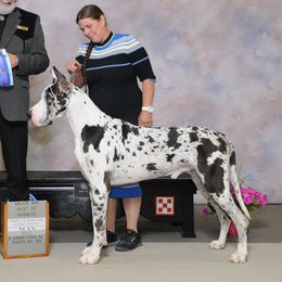 Heff - Great Dane