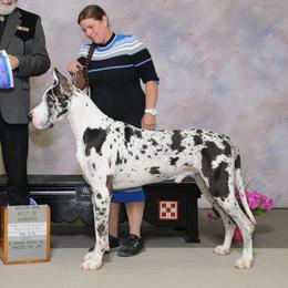 Heff - Great Dane