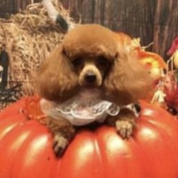 Poodles from Pampered Poodles