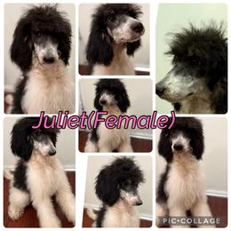 Juliet - Parti female Poodle puppy in League City, Texas from Chauffeured Poodles