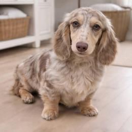 Smores - Dachshund