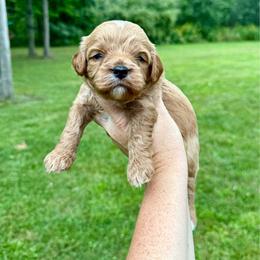 Rhythm - Red male Cavapoo puppy in Midland, Michigan from Northern Charm Farm