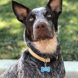 Rukah - Australian Cattle Dog