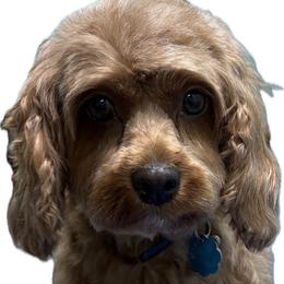 Ginger - Cavapoo