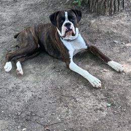 Pluto - Boxer