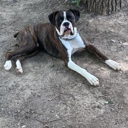 Pluto - Boxer