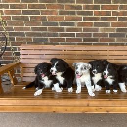 Border Collie Puppies from SoCal/Promise Land Border Collies