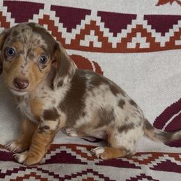 Brandy - Dapple female Dachshund puppy in Escalon, California from Dashing Dachshunds RF