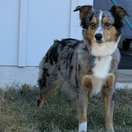 Miniature Australian Shepherds from Dripping Springs Mini Aussies