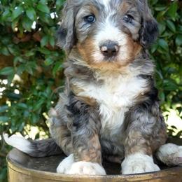 Storm - Merle male Bernedoodle puppy in Folsom, Louisiana from DoodlesFarmCo
