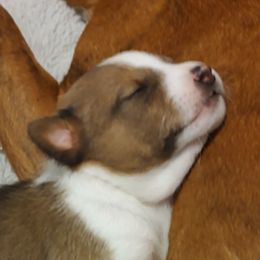 Basenji Puppies from AFRICAN TREASURES